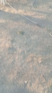 Yangi tugʻgan ona bola sigir sotiladi — Jizzax