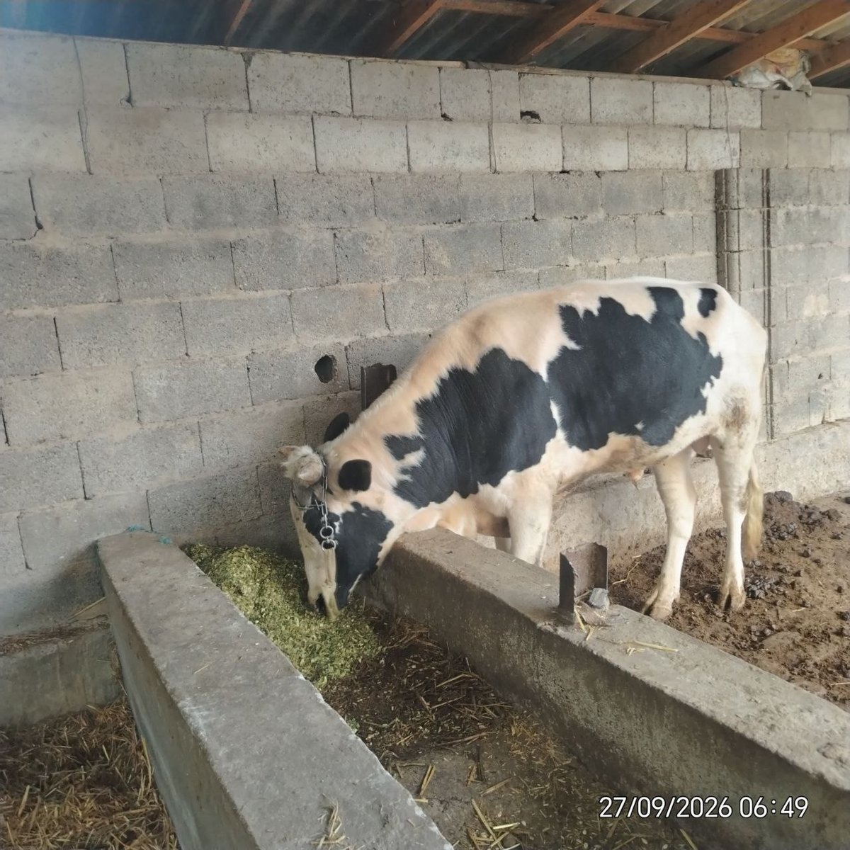 Molar sotiladi dexqondi ozidan 20005337 — O'zbekiston