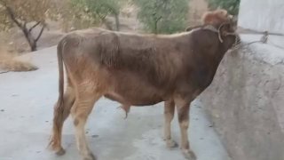 Shivet Navvos sotiladi — Jizzax