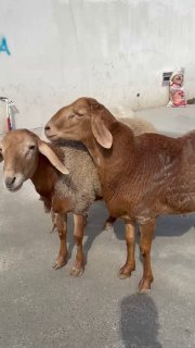 2 tish quchqorlar sotuvda — namanganda