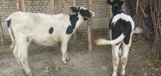 Chorva mollari — O'zbekiston