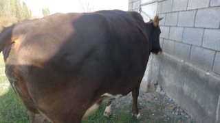Asalomu alekum akalar shu yaqin deqochlik bogozmiz sotiladi — O'zbekiston