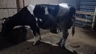 Rasiyiski chorniy pyost — Andijon, Qo'rg'ontepa