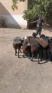 57ta panji quylar sotiladi — O'zbekiston
