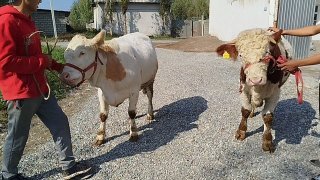 Simintal novos xunajin sotiladi — O'zbekiston