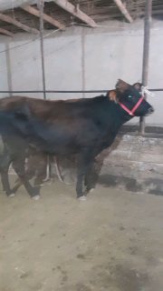 Малумоти видйода 2 дона — Namangan