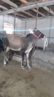 Шивет хуножин сотилади бойи 115+ — Namangan