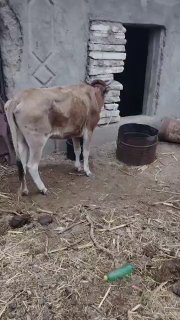 Сотилади сигир — O'zbekiston
