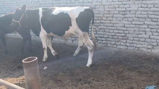 Шу хуножин ва новвосча сотилади деҳқончилик нархи тел.да… — O'zbekiston