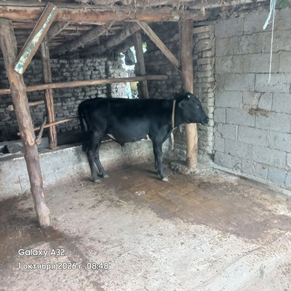 Novoscha sotiladi — Andijon, Oltinko'l