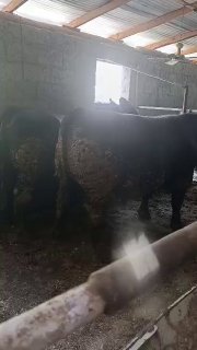 2 та нагус килоси 750 тахминан. 70 минг келишамиз — O'zbekiston