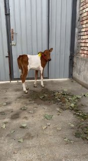 Gibrid hunajin sotiladi 6900 xayri otberamiz — O'zbekiston