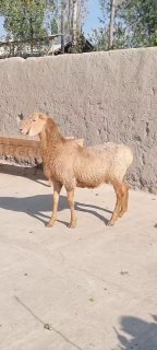 YARICHKA — O'zbekiston