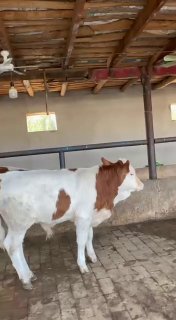 Chorva mollari — O'zbekiston