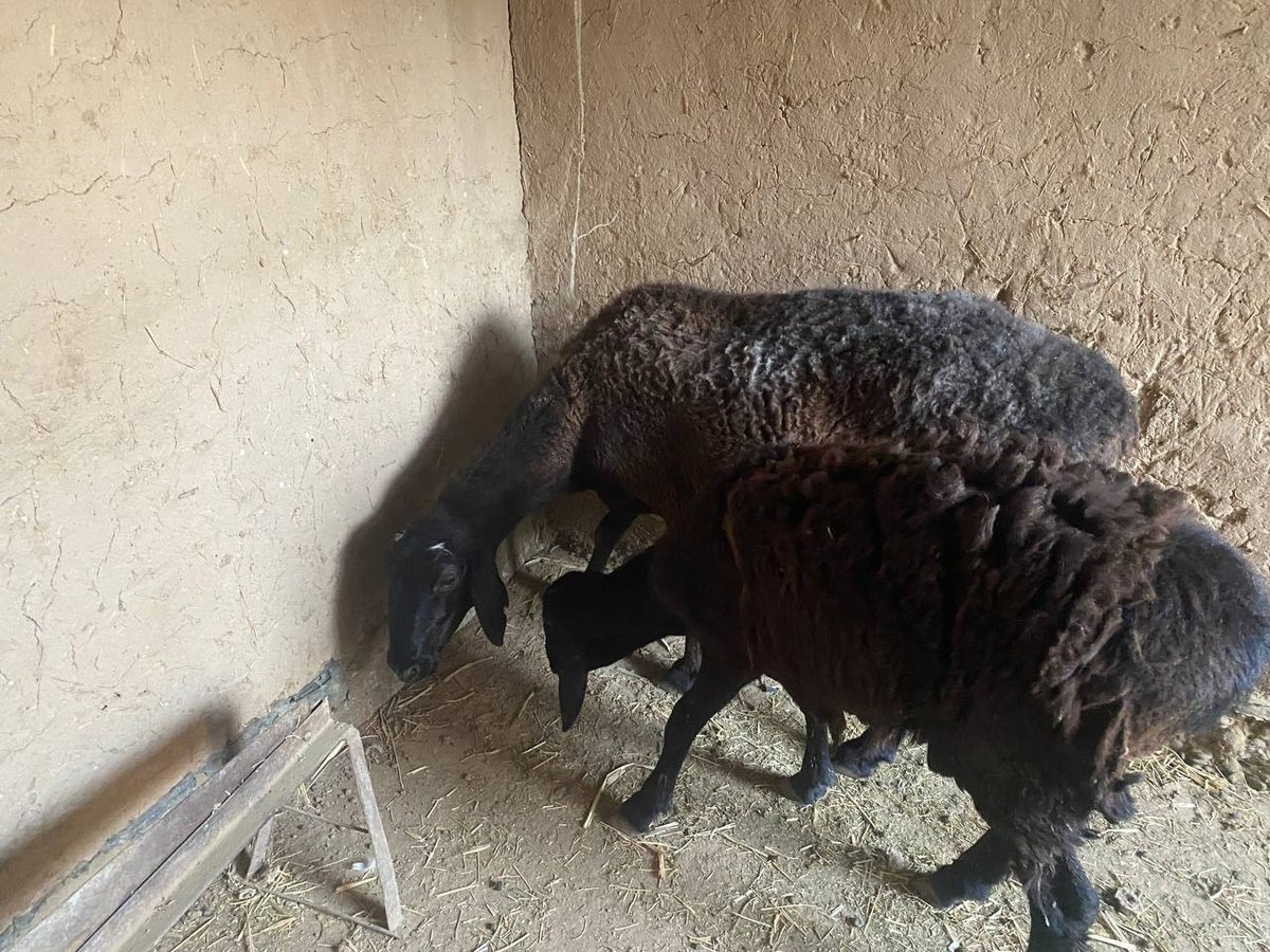 Shu ona bola sotiladi — O'zbekiston