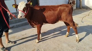 Simintal hunajin sotiladi — O'zbekiston
