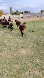 Chori. Yangi. Panji. Qoylar. Sotiladi — O'zbekiston