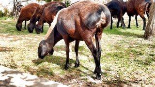 Тоза хисори элита куйлар ва кузи совликлар сотилади .… — Surxondaryo