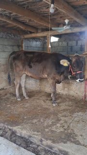 Shvet Hunajin sotiladi — Andijon, Baliqchi