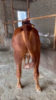 Gibrit Xunajin Sotiladi — Andijonda