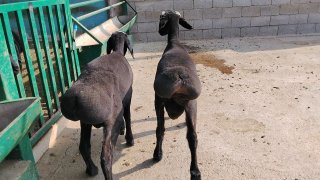 NAMANGANDA ZOTI XISOR QOZILAR KELDI 🐑✨ — Namangan