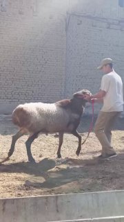 Qochqor sotiladi — O'zbekiston