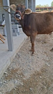 Ассаламу алайкум акалар з бош гунажинларимиз сотилади… — O'zbekiston