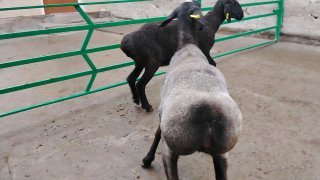 NAMANGANDA ZOTI TOZA XISOR KELDI 🐑✨ — Namangan