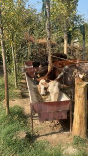 Sotiladi g'unojinlar Soni 6 ta — Sirdaryo