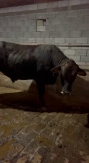 Sirochna sotiladi bir joyga 25 mln dan dexqonchilik — Andijon viloyati Oltinko’l tumani