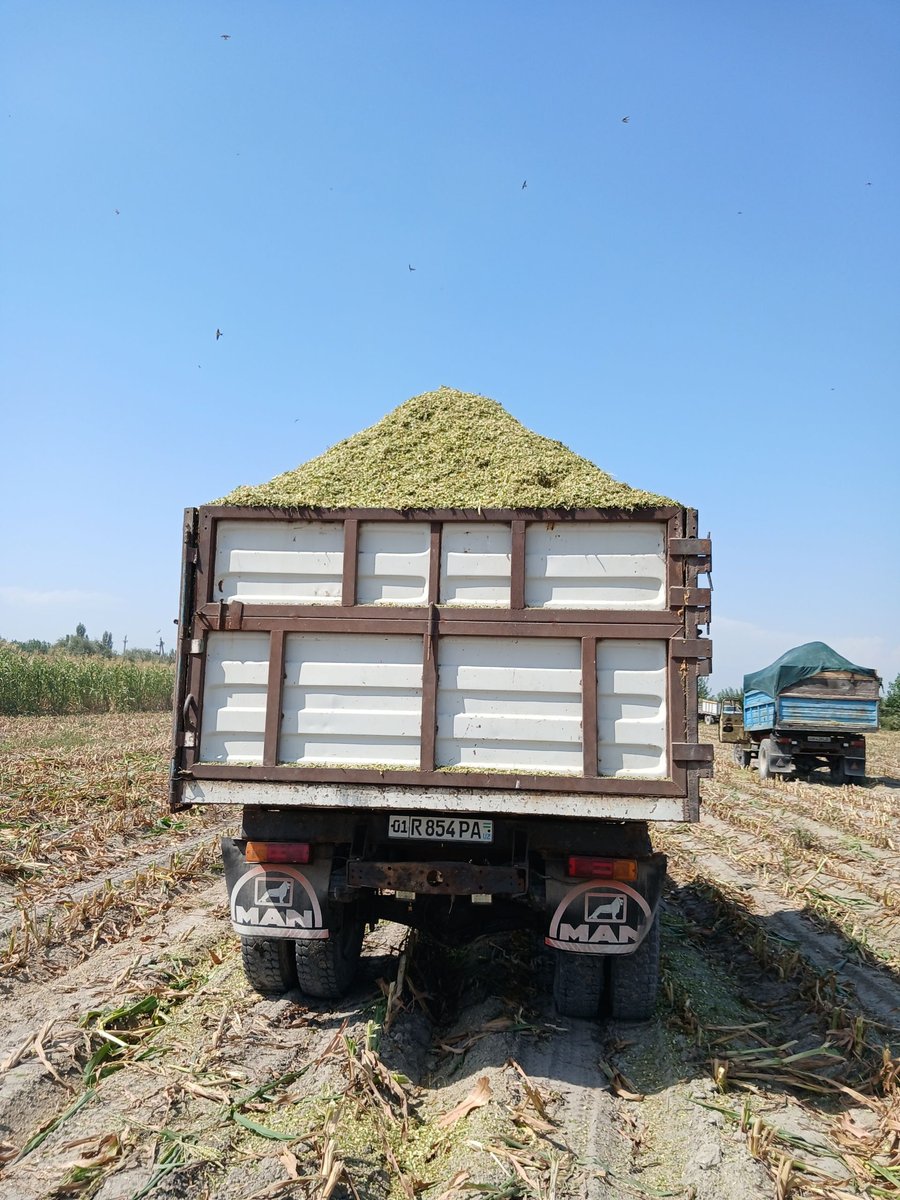 Donli silyoslarimiz bor narxi telda — O'zbekiston