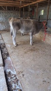 Toza Shvet Hunajinlar sotiladi — Andijon, Baliqchi