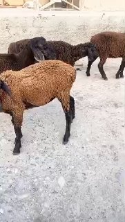 ASSALOMU ALEYKUM GURUPADOSHLAR — NAMANGAN TUMANI TEPAQORGON QISHLOGI
