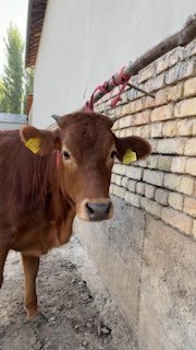 Esto’n Xunajin Sotiladi — Andijonda