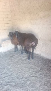 Quchqorlar sotiladi — O'zbekiston