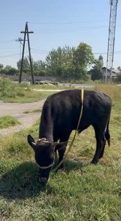 Она бола сотилад — O'zbekiston