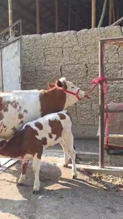SMETAL ENA BOLA 1CHI BOLASI XONAJIN TOZZASIDAN 2 OYLIK… — O'zbekiston