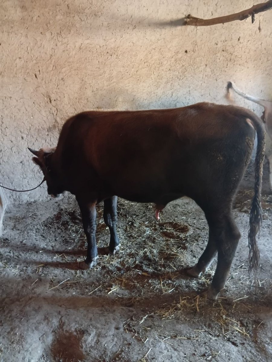 Navos sotiladi narxi telda tel 95 157 2290 — O'zbekiston