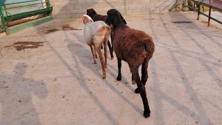 NAMANGANDA ZOTI XISOR QOZILAR KELDI 🐑✨ — Namangan