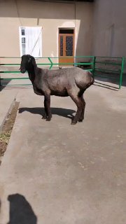 NAMANGANDA ZOTI TOZA ARASHAN XISOR KELDI 🐑✨ — Namangan
