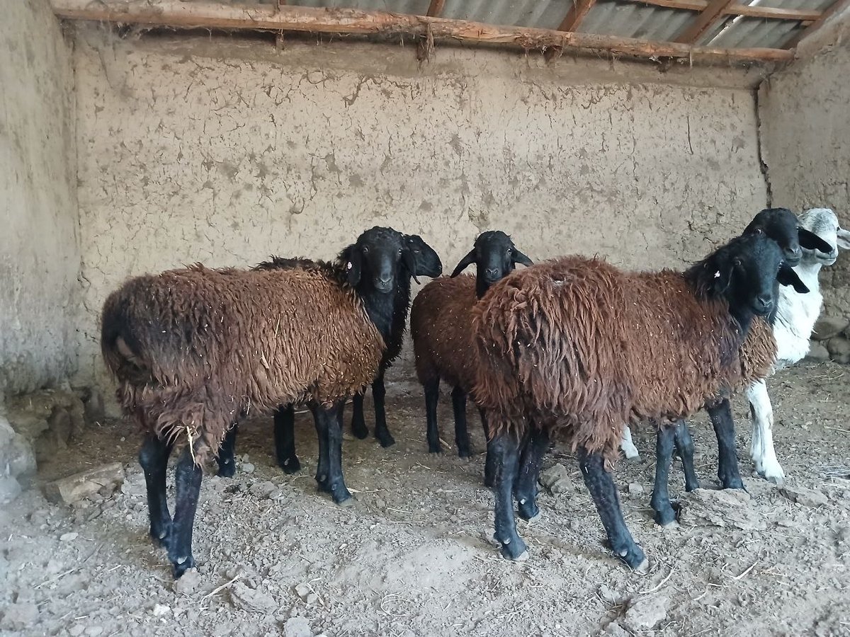 CHORVADORLAR UCHUN TANLOV! — Namangan