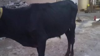 Qora koʻchat boyi 110 sm — O'zbekiston