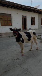 RASISKIY XONAJIN MARGILONDA 110SM ATROFIDA — O'zbekiston