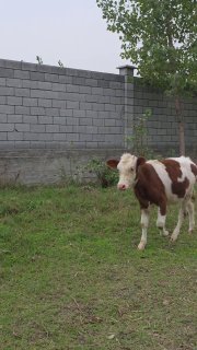 SMETAL XONAJIN TOZZASIDAN MARGILONDA OYLIGO 4… — O'zbekiston