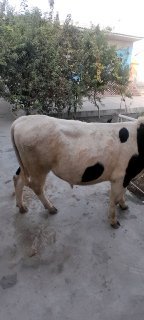 Manzl ucho‘pirik narx 18 500 tel 95 — O'zbekiston