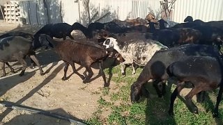 Chorvachilik bilan shug‘ullanayotganlar va qo‘y boqishga… — Qashqadaryo
