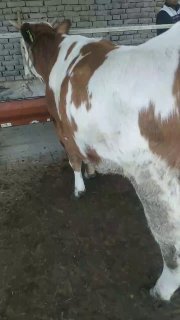 Chorva mollari — O'zbekiston