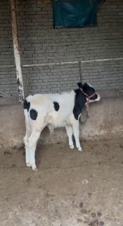 Giprt novscha sotldi 15 milon kami bor — O'zbekiston