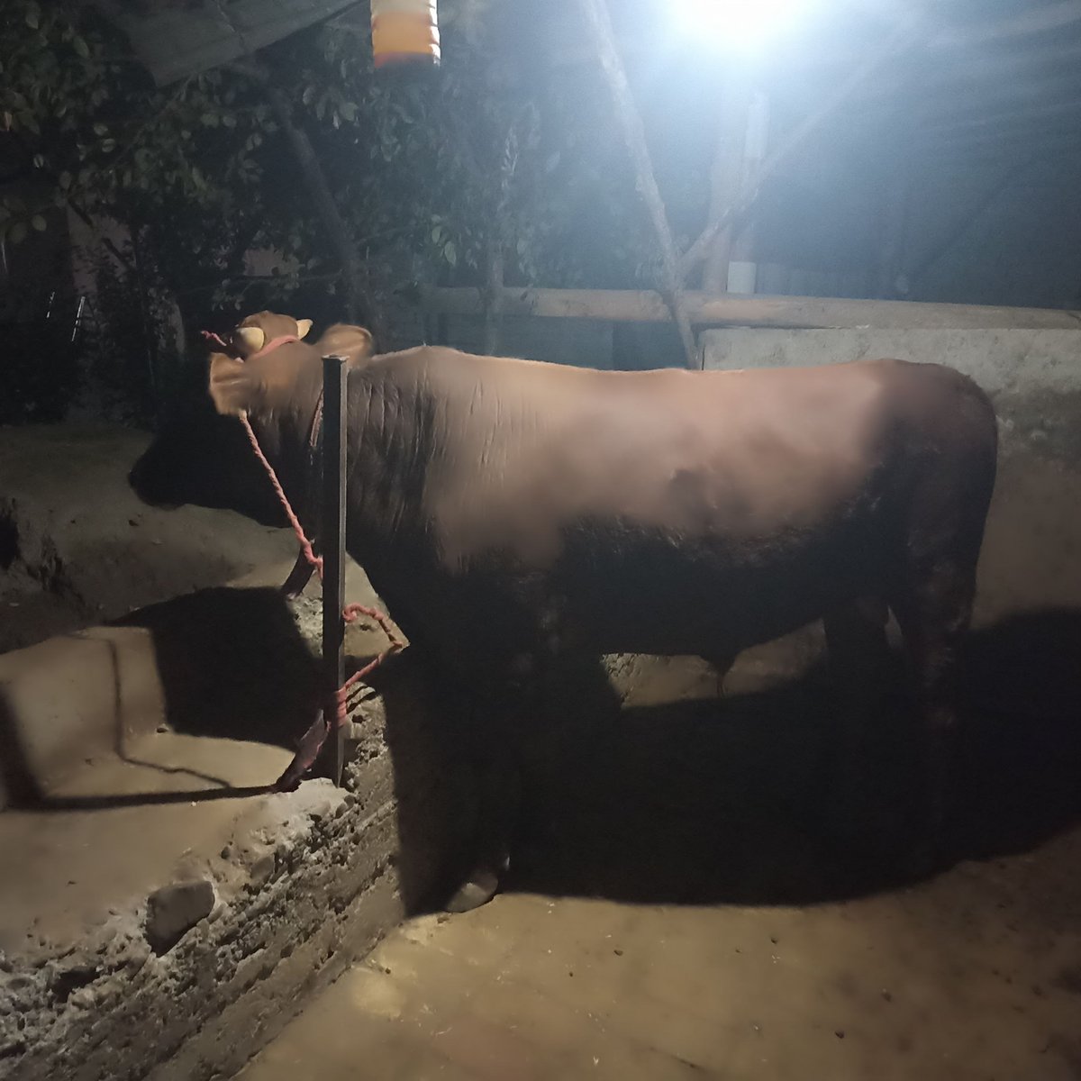 Sotiladi novos narxini kelishamiz Andijon 80 me — Andijon