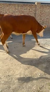 Narxi 42 milyon 500 dan — O'zbekiston